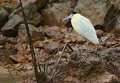 Capped Heron